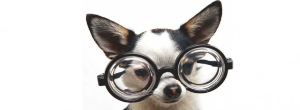 cane occhiali